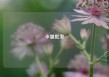 卡盟批发